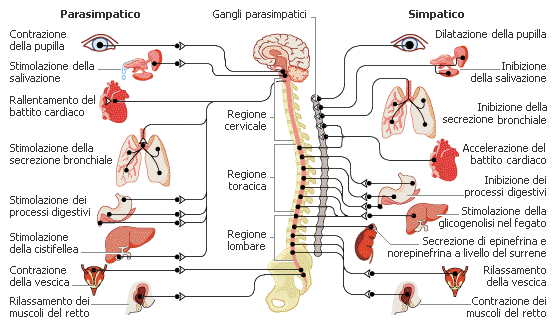 stress malattie psicosomatica treviso